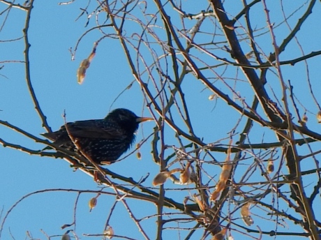 European Starling and Asian Sophora japonica: