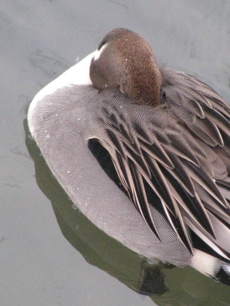 Norther Pintail